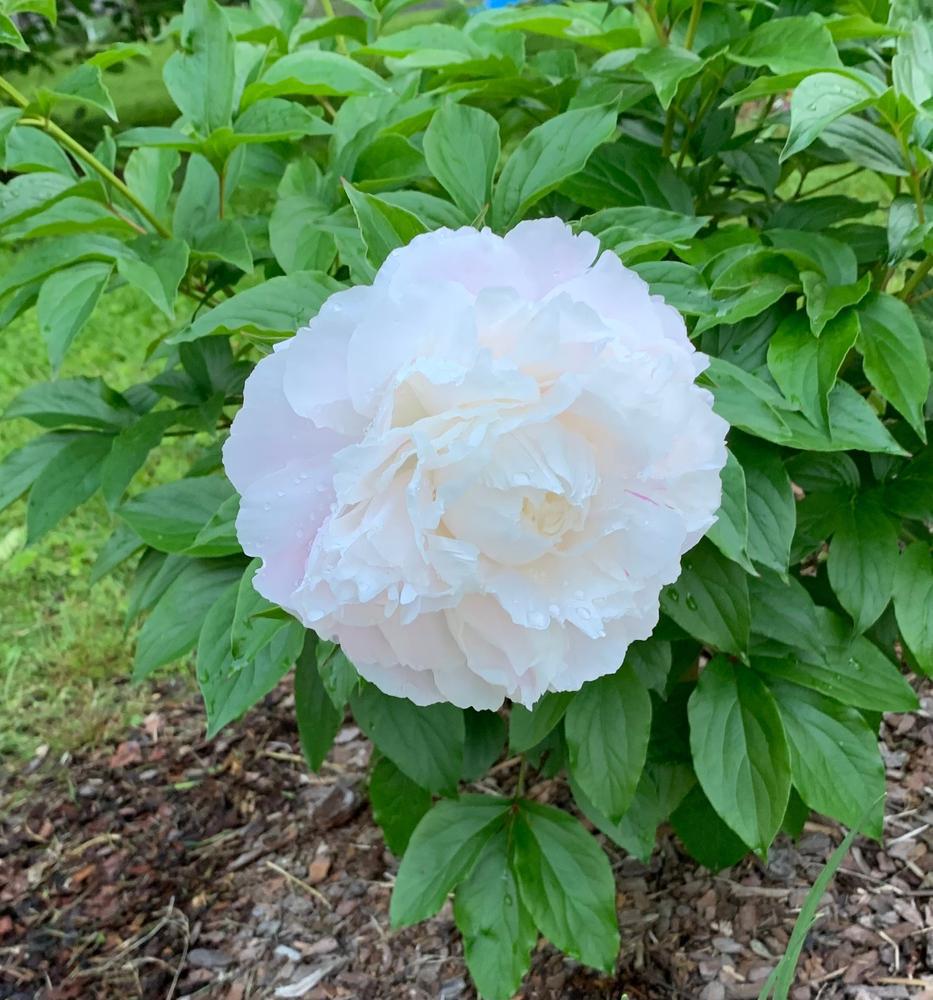 3G Paeonia lactifolia 'Shirley Temple' Shirley Temple Peony (Soft Pink) 1004484