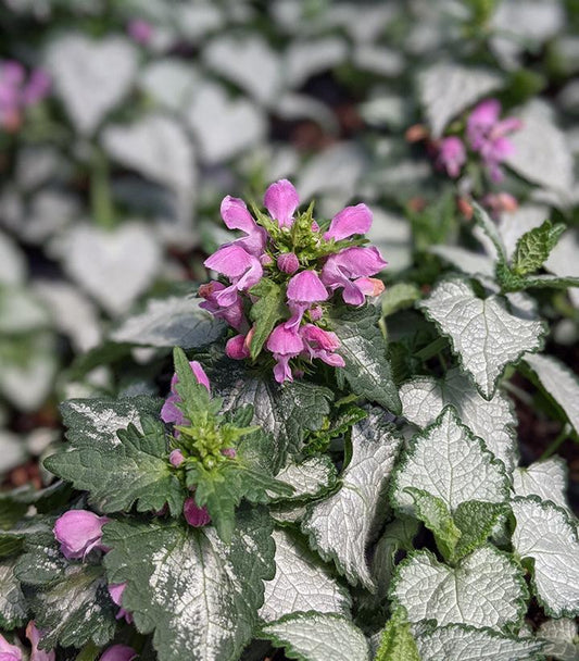 1G Lamium maculatum 'Pink Chablis' Pink Chablis Dead Nettle 1003908