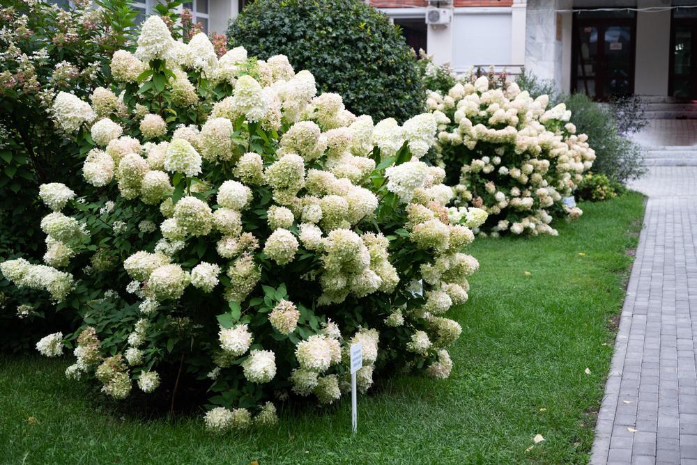 3G Hydrangea arborescens 'Annabelle' Annabelle Smooth Hydrangea 1000557