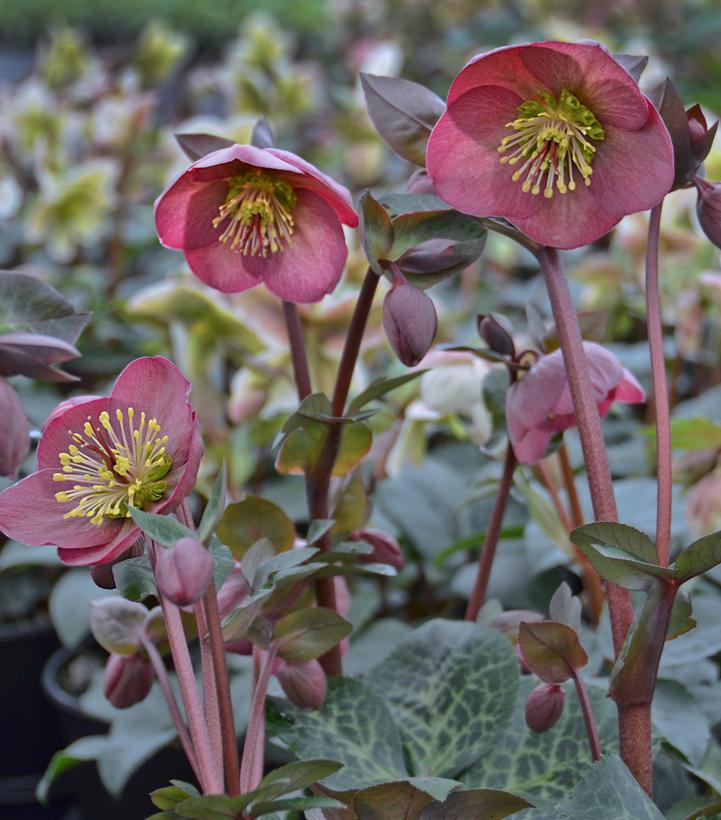 8" Helleborus Frostkiss® 'Pennys Pink' ('ABCRD01') Pennys Pink Lenten Rose: Patent PP24,149 (Lenten Rose) 1010632