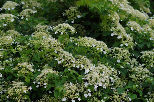 2G HYDRANGEA ANOMALA PETIOLARIS Climbing Hydrangea 1001022