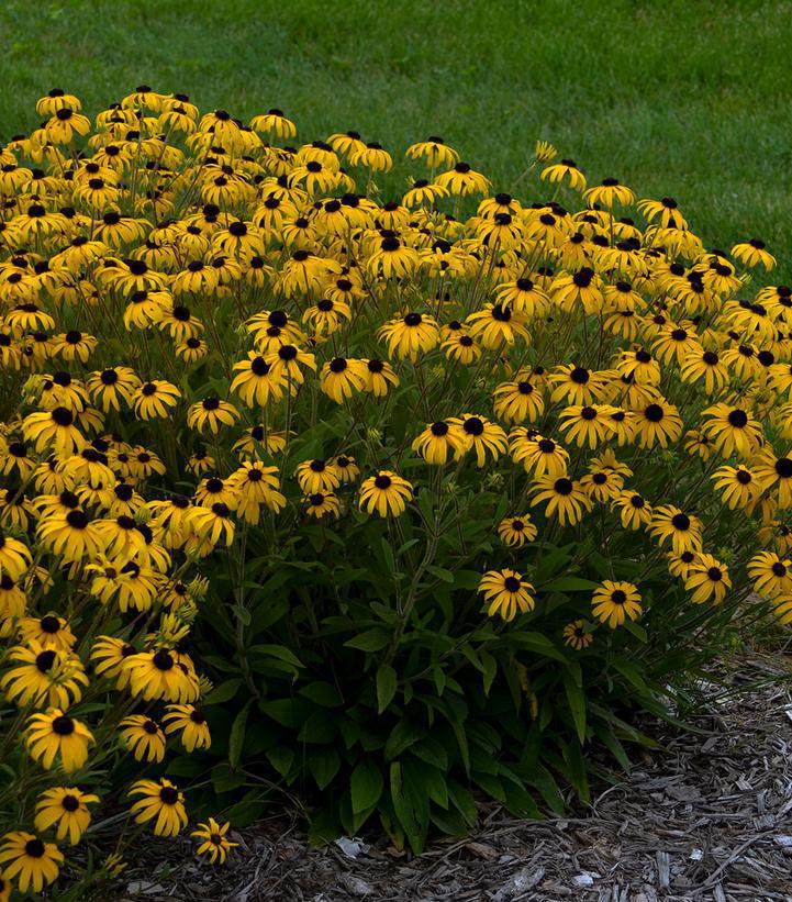 8" Rudbeckia 'American Gold Rush' American Gold Rush Black-eyed Susan: Patent PP28,498 PT 1010041