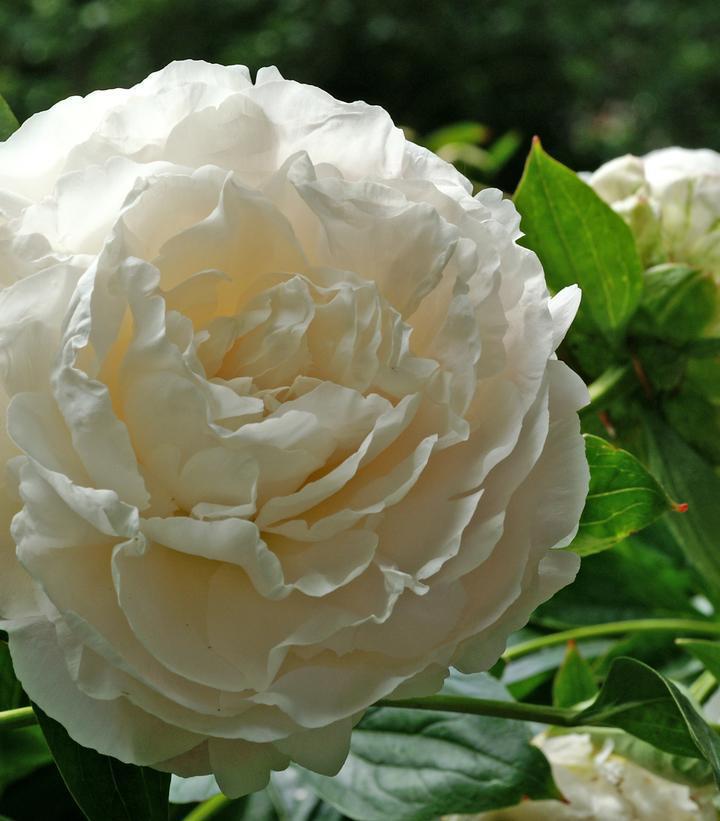 3G Paeonia lactifolia 'Shirley Temple' Shirley Temple Peony (Soft Pink) 1004484