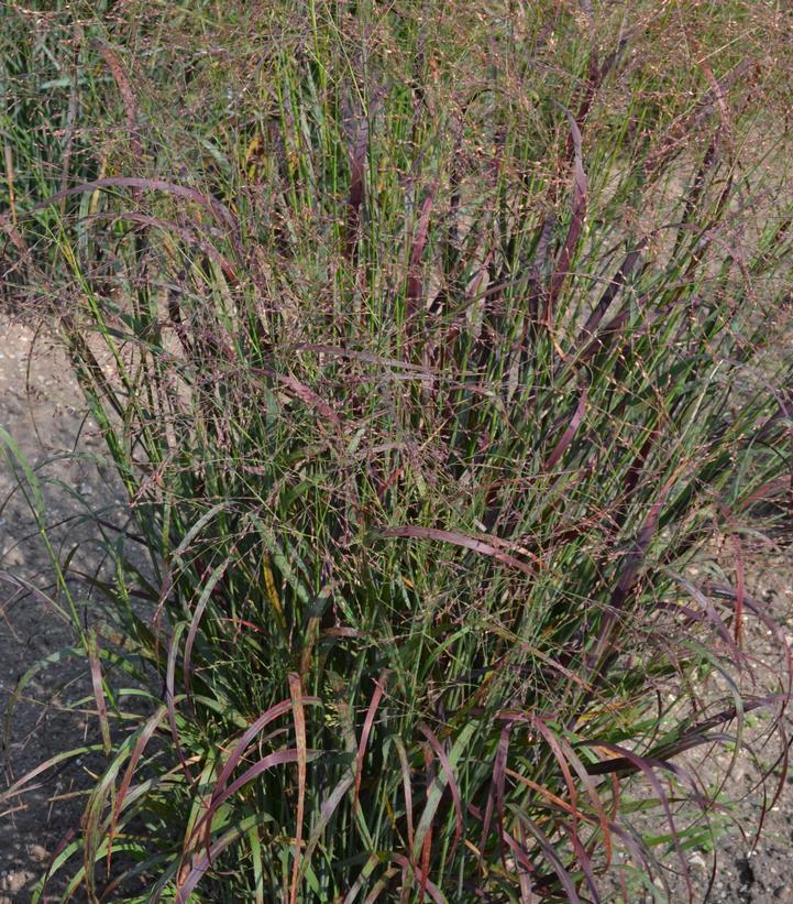 2G Panicum Virgatum 'Red Flame' - Ornamental Grass - 1015077