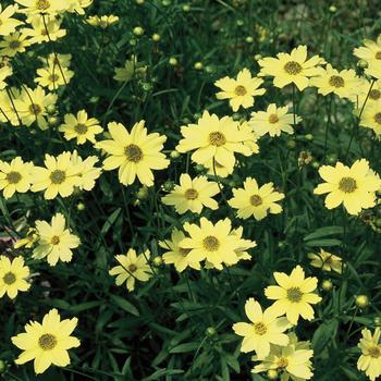 2G COREOPSIS CREME BRULEE (Tickseed) 1002767