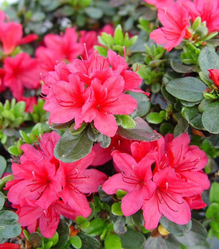 3G AZALEA 'HINO CRIMSON' (Evergreen) Hino Crimson Azalea 1000552