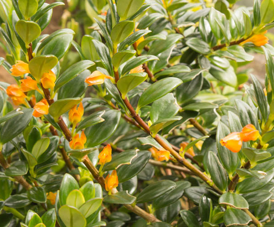 4" Nematanthus Gregarius - Goldfish Plant