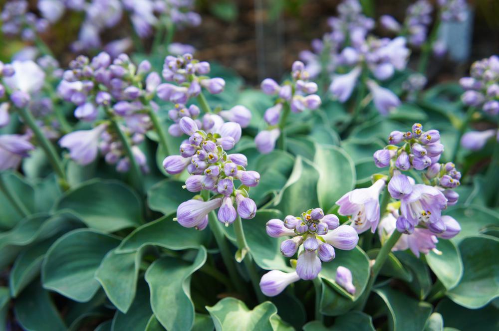 1G Hosta 'Blue Mouse Ears' Blue Mouse Ears Hosta 1004566