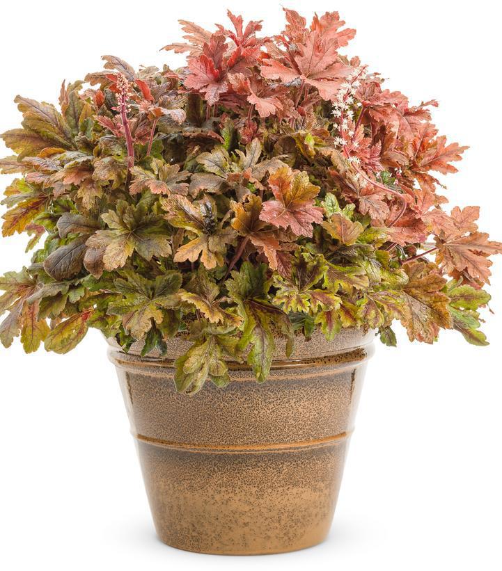 1G Heucherella hybrid Fun and Games® 'Hopscotch' Hopscotch Foamy Bells: Patent PPAF 1008856 PC