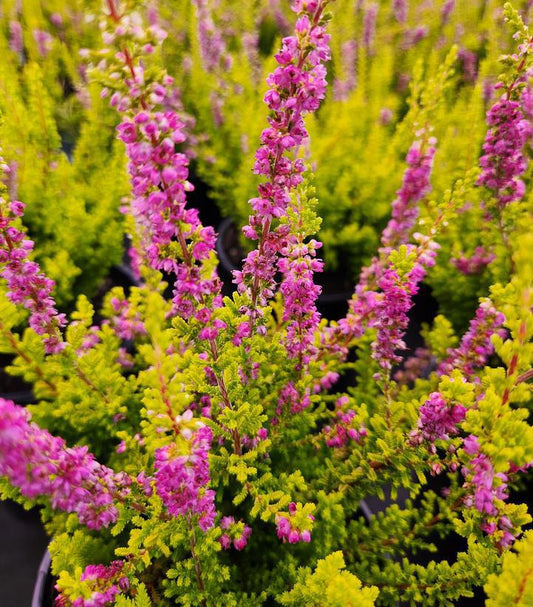 1G Calluna vulgaris 'Firefly' Firefly Heather  (Common Heather) 1007211