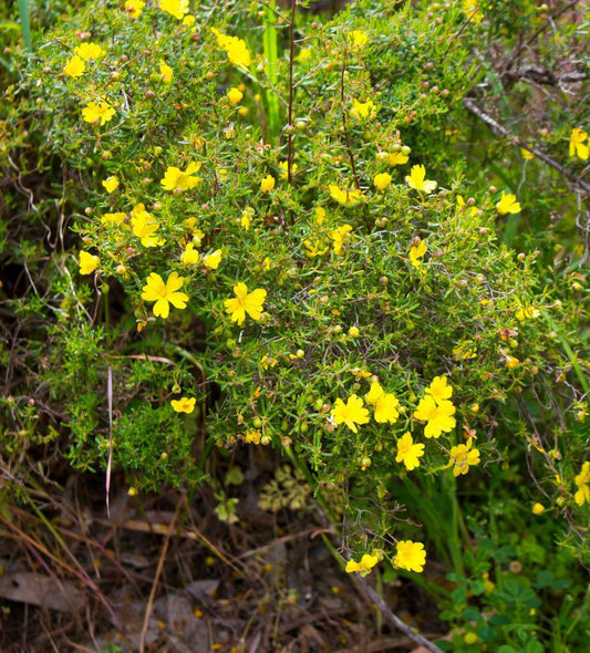 2G KERRIA JAPONICA `GOLDEN Guinea (Japanese Marigold, Rose, Miracle) Golden Guinea Kerria 1001951