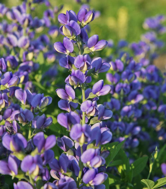 1G Baptisia hybrid Decadence® 'Blueberry Sundae' Blueberry Sundae False Indigo: Patent PP23,891