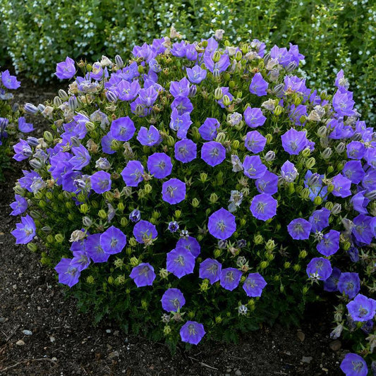 1G Campanula Carpatica 'Rapido Blue' Rapido Blue Carpathian Bellflower