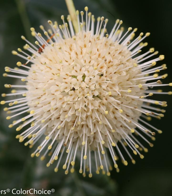 Cephalanthus occidentalis 'Sugar Shack' Sugar Shack® Buttonbush: Patent PPAF#3 Buttonbush