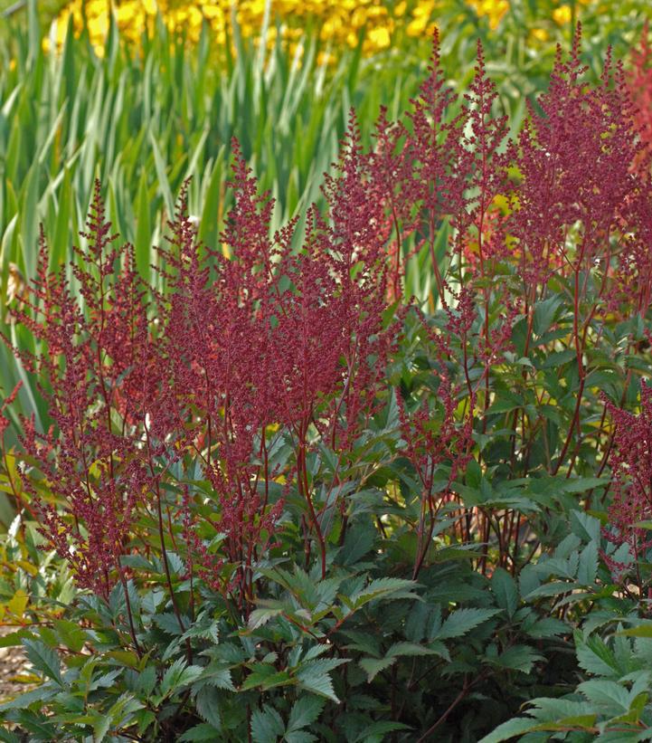 1G Astilbe 'Montgomery' Montgomery Astilbe 1001339