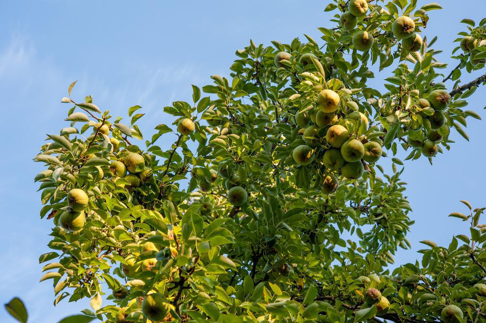 7G PYRUS X `BARTLETT` Bartlett Pear 1000893