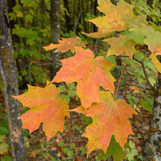 7G Acer Saccharum 'Super Sweet' - Sugar Maple - 1010248