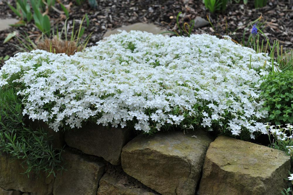 1G Phlox subulata 'Spring White' White Moss Phlox (Creeping Phlox) 1010912