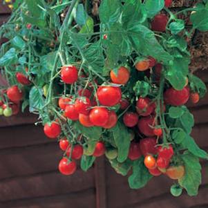 1G Tomato 'Tumbling Tom Red' (Cherry) Tumbling Tom Red Cherry Tomato 1005213