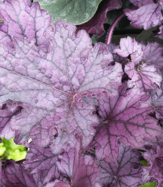 8" PT Heuchera x Forever® Purple ('TNHEUFP') Forever® Purple Coral Bells: Patent PP26,358 1010865