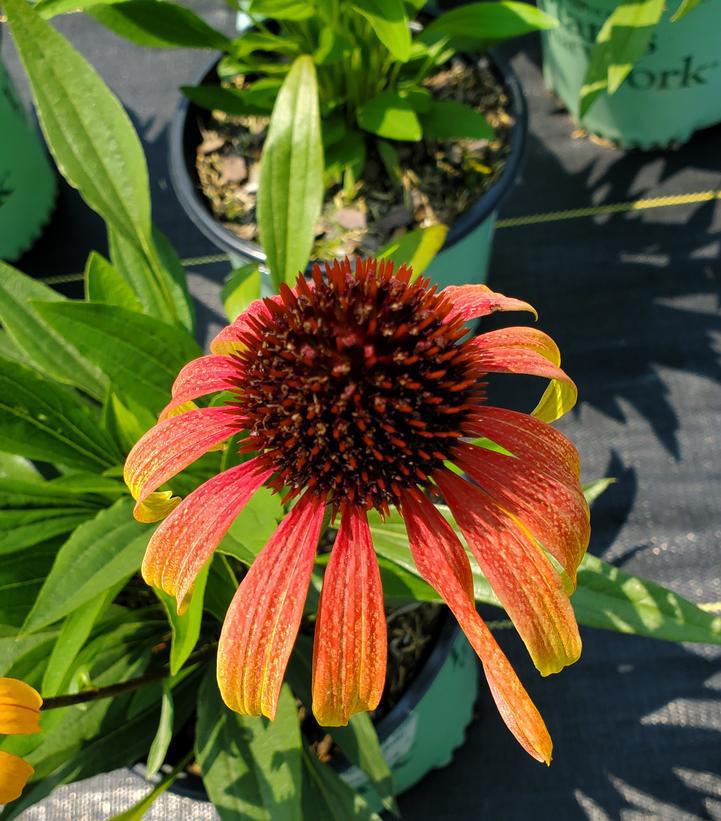 8" Echinacea Fiery 'Meadow Mama' Fiery Meadow Mama® Coneflower 1010744