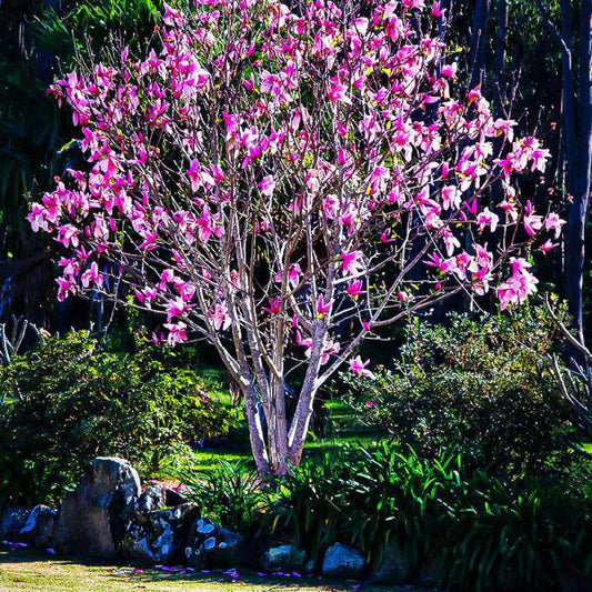 3G Magnolia liliflora 'Ann' Ann Magnolia 1000428