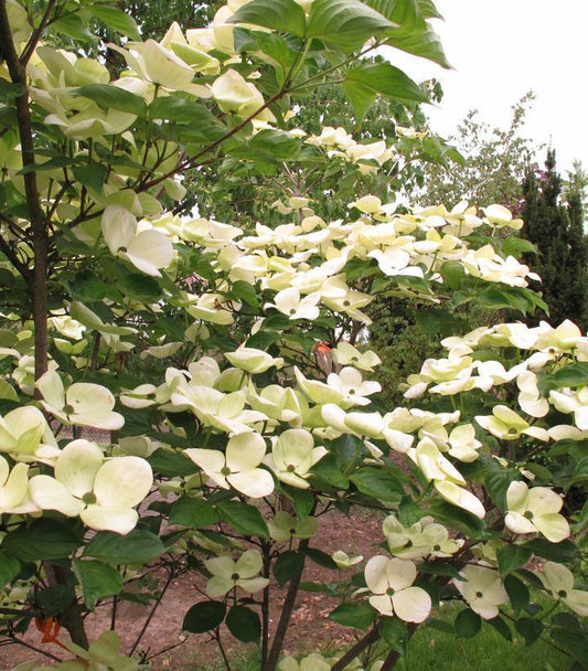 7G Cornus x 'Venus' ('KN30-8') Venus® Dogwood: Patent PP16,309