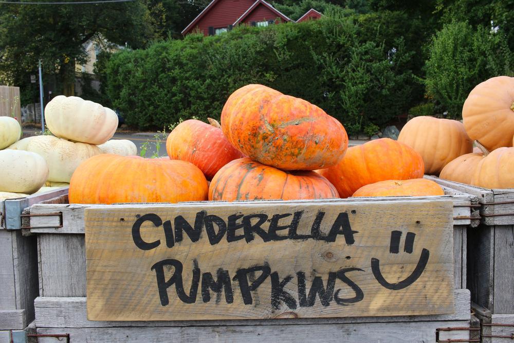 Pumpkin - Cinderella by the lb