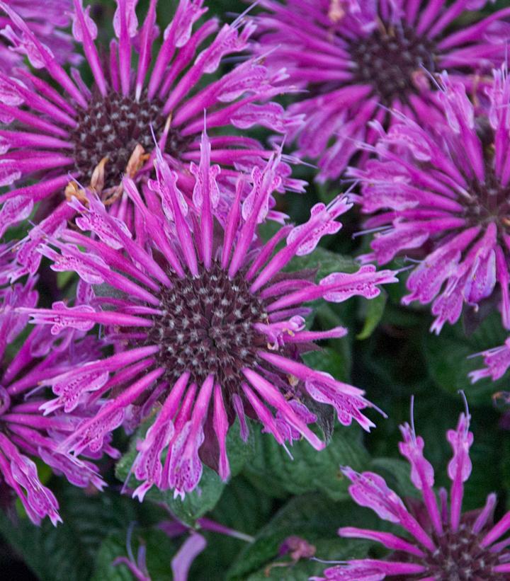 1G Monarda hybrid 'Leading Lady Plum' Leading Lady Plum Bee Balm 1008699