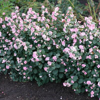 3G Symphoricarpos door. 'Pinky Promise' ('Kolmpica') Pinky Promise™ Snowberry: Patent PPAF 1012993