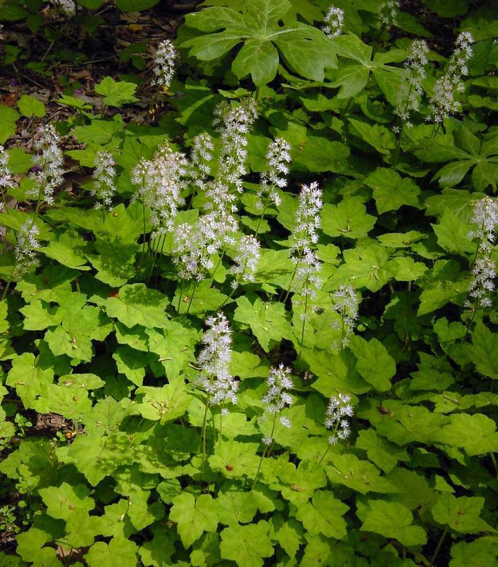 1G Tiarella cordifolia Foamflower 1000431