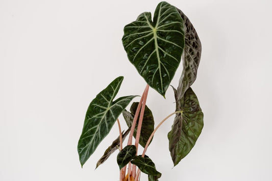 4" Alocasia Pink Dragon