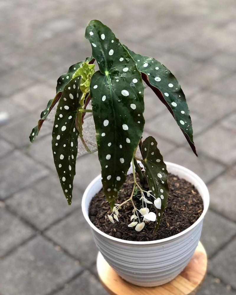 6" Begonia Maculata