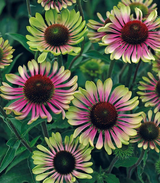 1G ECHINACEA PURPUREA 'GREEN Twister' Coneflower 1009709