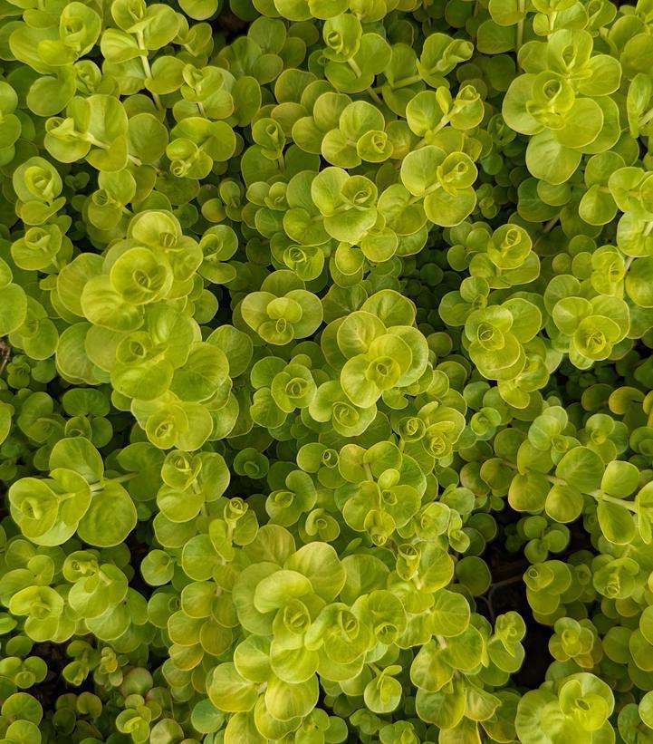 3`` LYSIMACHIA NUMMULARIA Aurea Moneywart 1002595