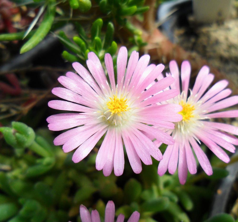 8" Delosperma cooperi 'Jewel of Desert 'Rosequartz' Jewel of Desert Rose Quartz Hardy Iceplant: Patent PP23,452 1012640