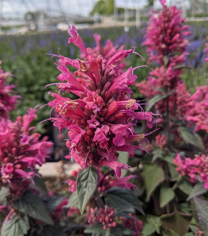 1G Agastache 'Morello' Morello Hummingbird Mint: Patent PP29,527 (Hummingbird Mint, Hyssops) 1011903