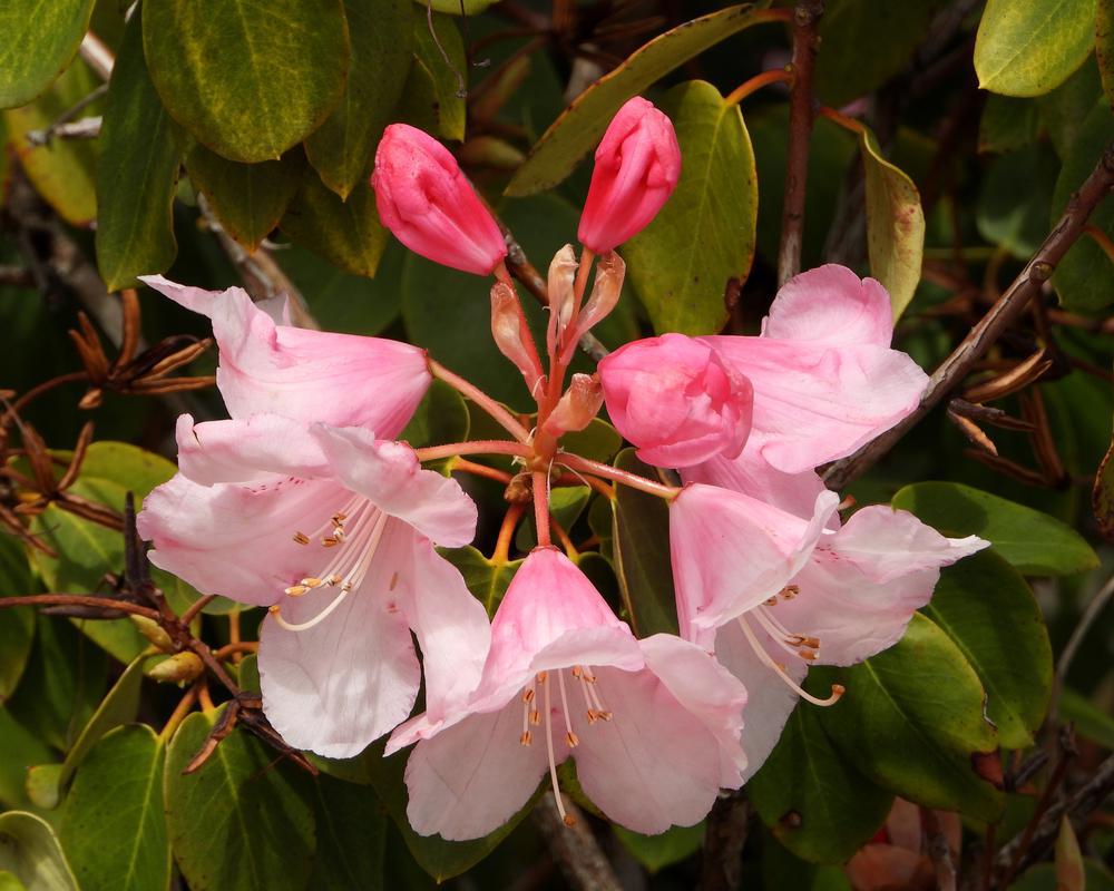 2G Rhododendron Dandy Man Color Wheel® ('NCRX1') : Patent PP31,150 1012146