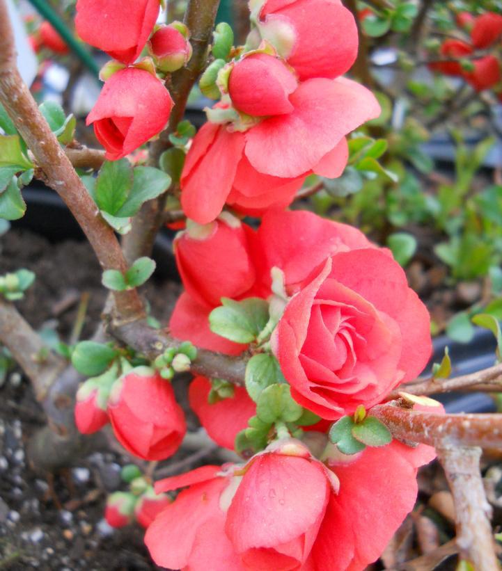 2G Chaenomeles speciosa 'Double Take Orange' ('Orange Storm') Double Take® Orange Quince: Patent PP20,950 1004549