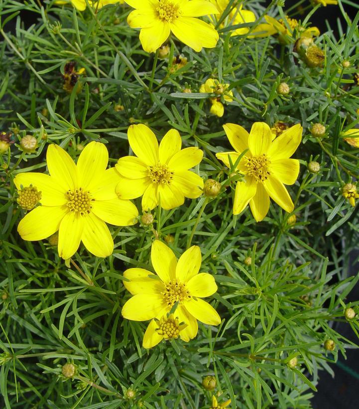 2G Coreopsis verticillata 'Zagreb' Zagreb Tickseed 1000842