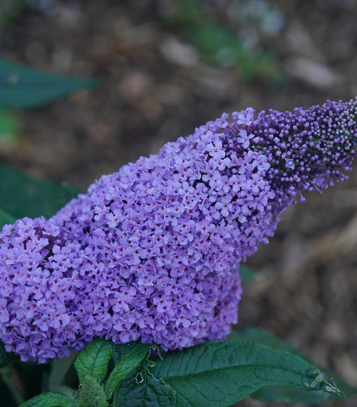 1G Amethyst Pugster Buddleia Butterfly Bush ('SMNBDL') Pugster® Amethyst Butterfly Bush: Patent PPAF 1014763