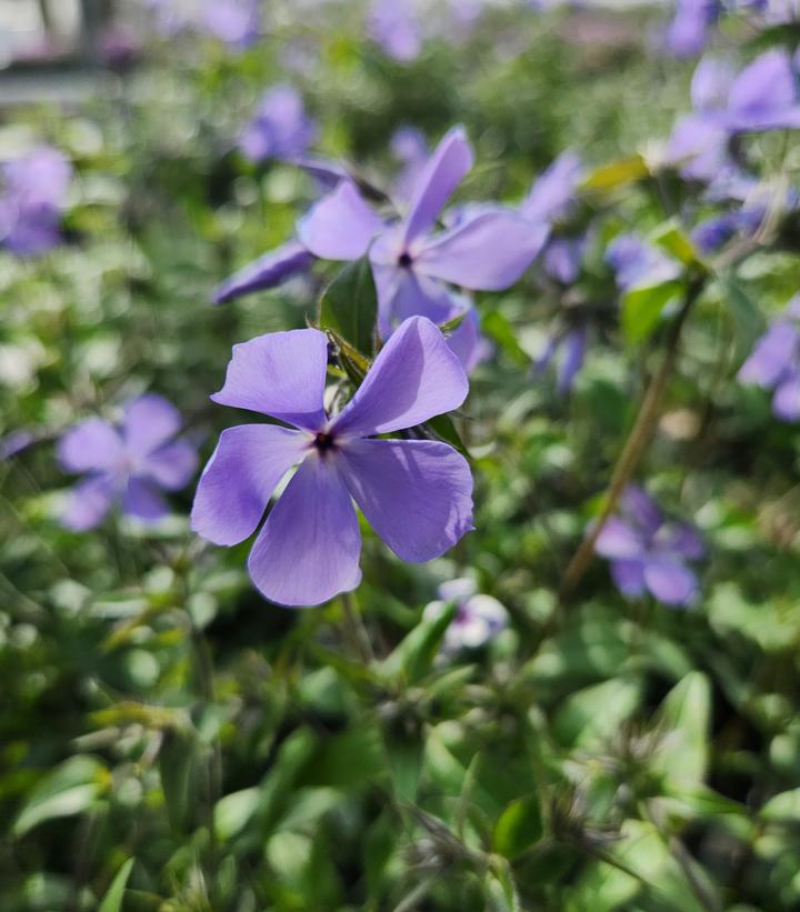 1G Phlox divaricata 'Blue Moon' Blue Moon Woodland Phlox 1005360