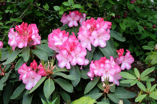 5G Rhododendron yak. 'Prince' Yaku Prince Rhododendron 1004470