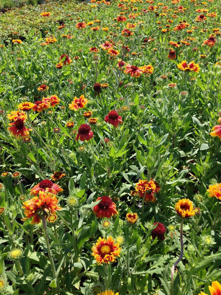 1G GAILLARDIA ARISTATA `ARIZONA SUN` Arizona Sun Blanket Flower 1003157