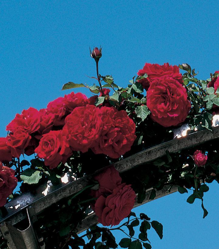 3G Rosa 'Don Juan' Don Juan Climbing Rose 1002662