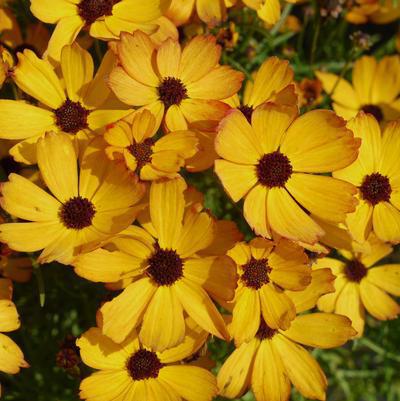 8"  Coreopsis Permathread™ 'Butter Rum' Butter Rum Tickseed (Tickseed) PT 1012190