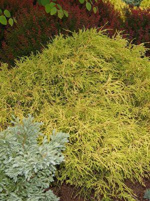 10G Chamaecyparis pisifera 'Filifera Aurea' Gold Thread Cypress