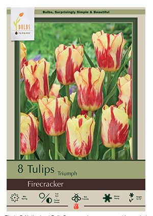 Netherland Bulb - Tulip Firecracker 12/+ cm - 5913325670