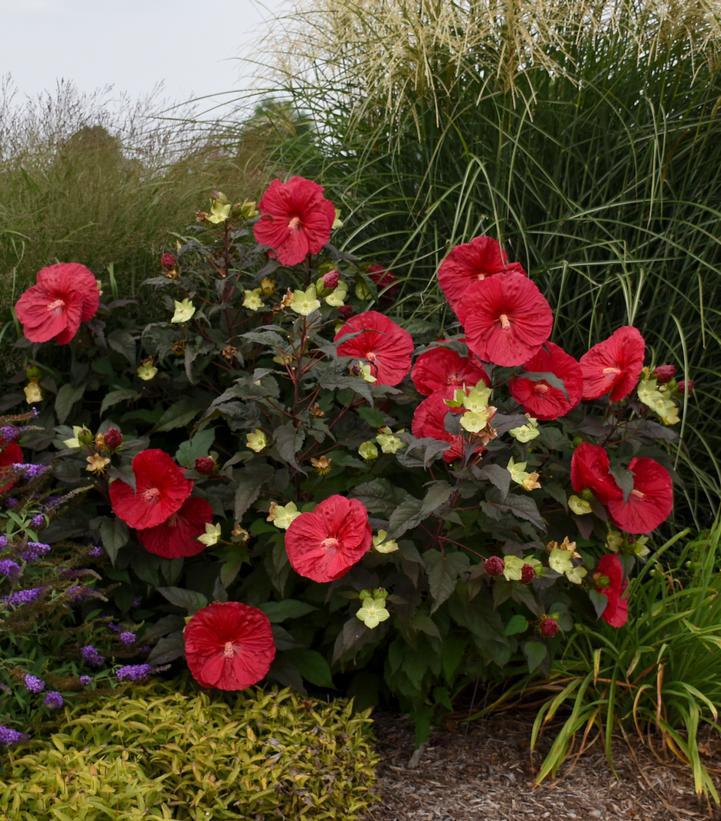 3G Hibiscus 'Mars Madness' Mars Madness Rose Mallow: Patent PP27,838 1011959