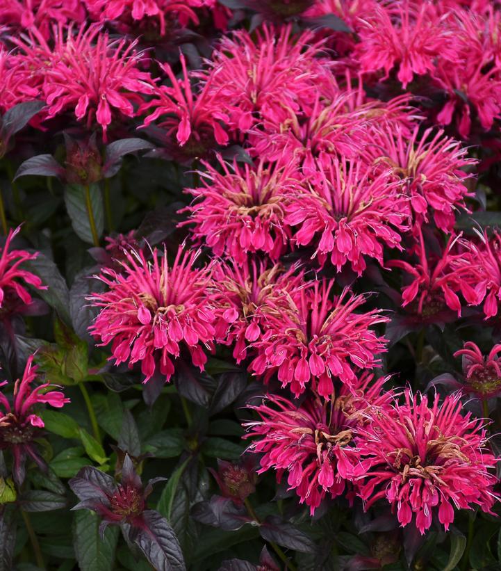 2G Monarda Sugar Buzz® 'Berry Taffy' Berry Taffy Bee Balm: Patent PPAF 1013244